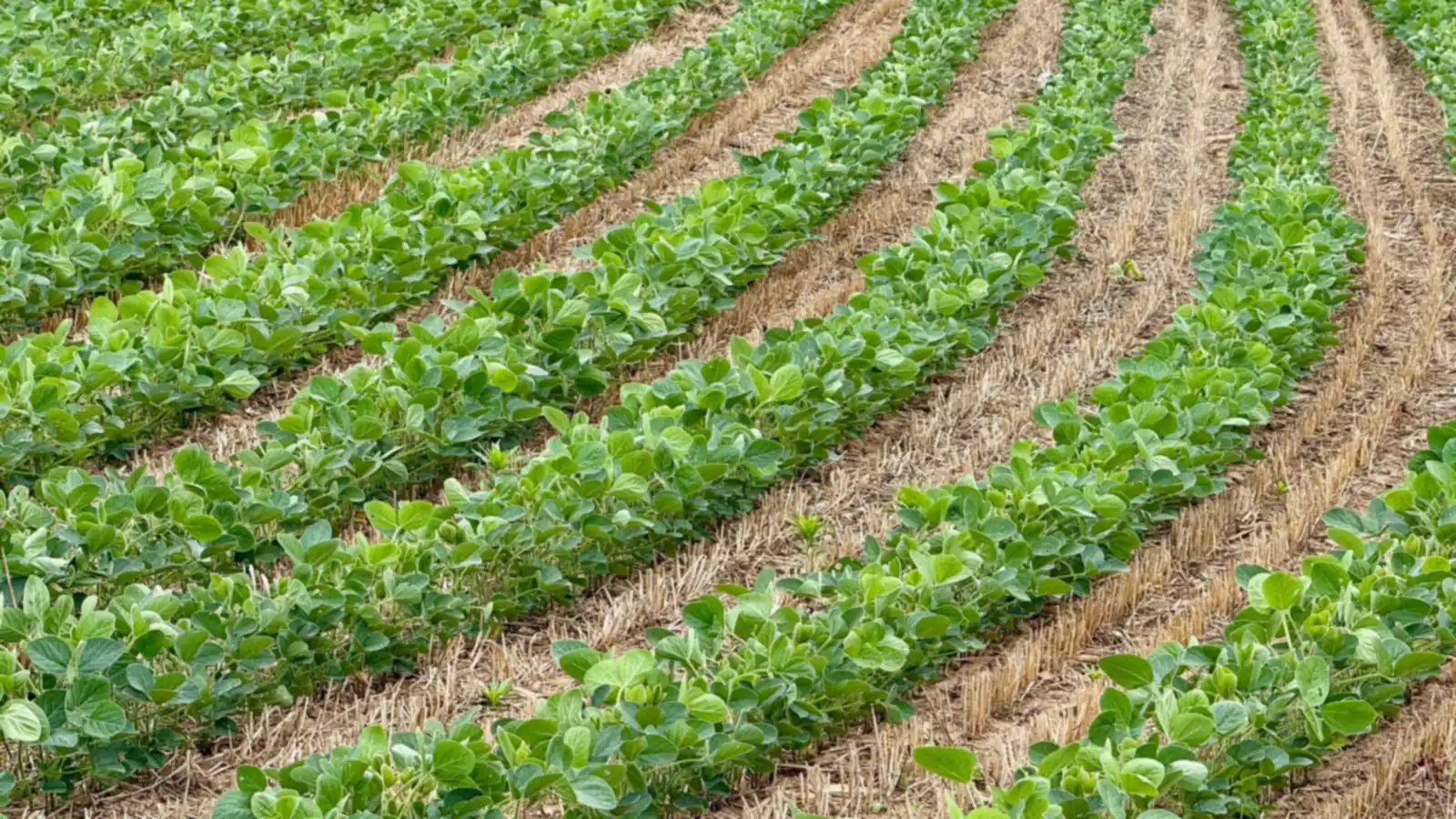Fileiras de soja verde em lavoura