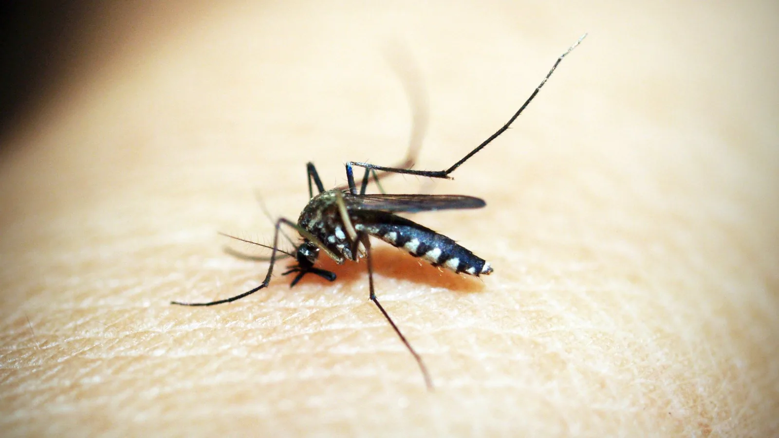 Mosquito pousado sobre a pele humana