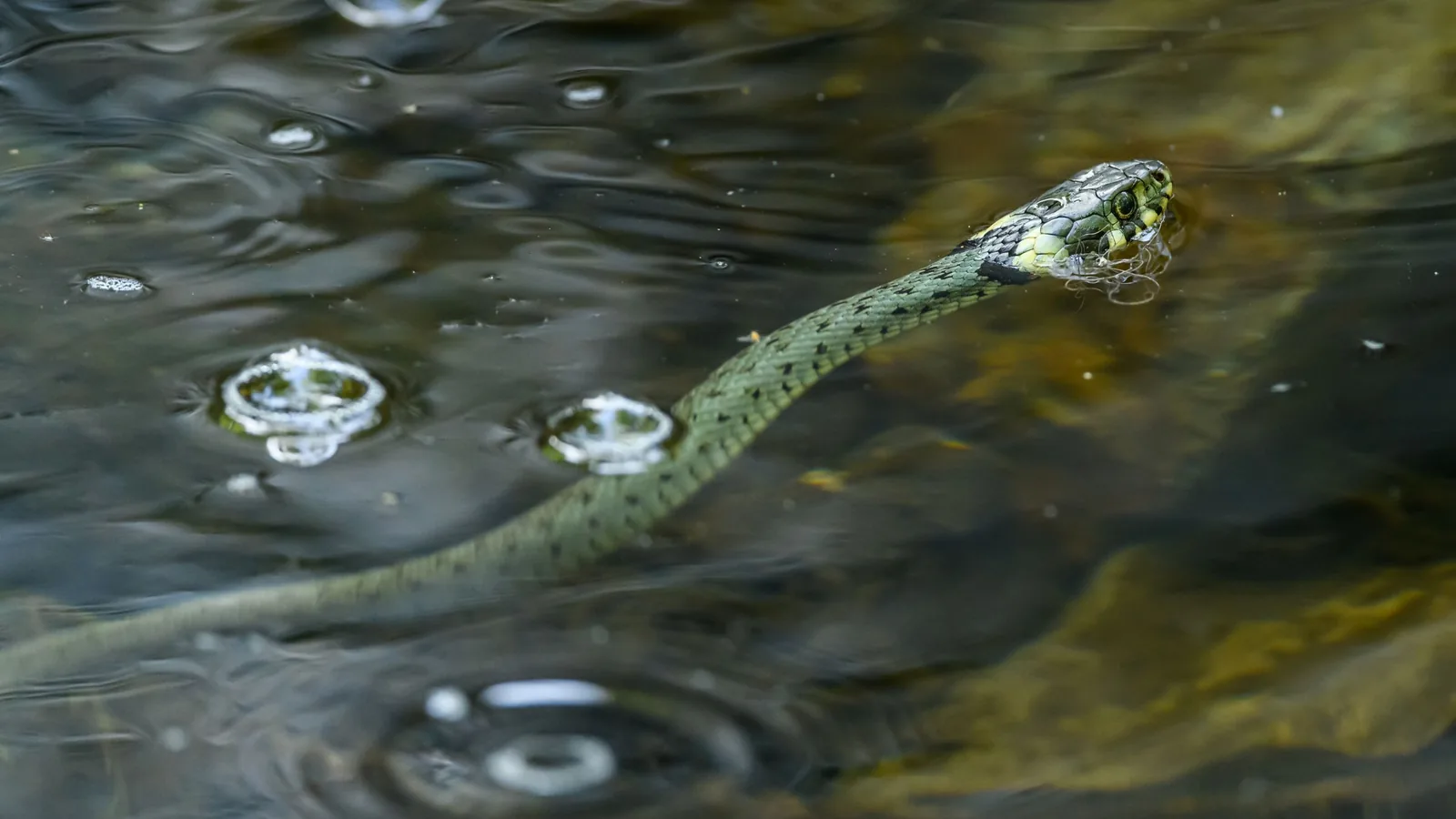 Serpente nadando na água